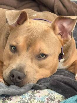 Mixed Breed Dogs Available for Adoption in Atlanta, Georgia - Kane | PetCurious