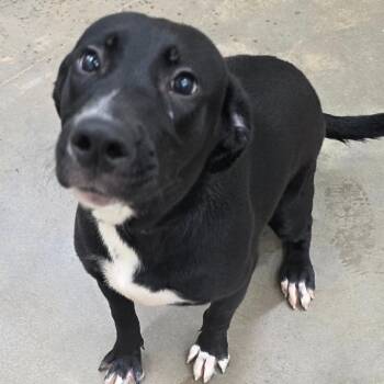 Santa Clarita -  Black Labrador Retriever and Mixed Breed Dog for Adoption in Chatham, Virginia - Santa Clarita | PetCurious