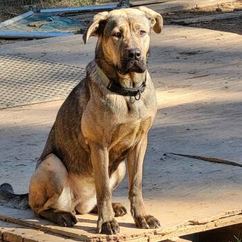 German Shepherd Dog and Labrador Retriever Dogs Available for Adoption in Cumming, Georgia - Trina | PetCurious