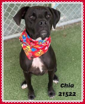 CHIA -  Black Labrador Retriever Dog for Adoption in Marietta, Georgia - CHIA | PetCurious