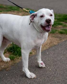 Hamm -  English Bulldog and English Setter Dog for Adoption in Pequot Lakes, Minnesota - Hamm | PetCurious