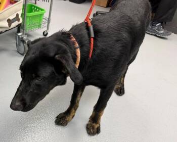 Pen 194 -  Labrador Retriever Dog for Adoption in Lawrenceville, Georgia - Pen 194 | PetCurious