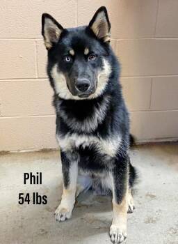 Australian Shepherd and Shepherd Dogs Available for Adoption in Clearfield, Kentucky - Phil | PetCurious