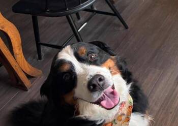Denali -  Bernese Mountain Dog Dog for Adoption in West Peoria, Illinois - Denali | PetCurious