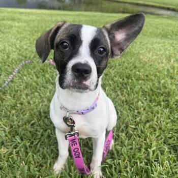Cherrie -  Bulldog Dog for Adoption in Vero Beach, Florida - Cherrie | PetCurious