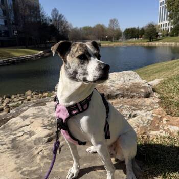 Greta -  Pit Bull Terrier Dog for Adoption in Weatherford, Texas - Greta | PetCurious