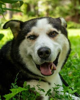 Rescue Alaskan Malamute and Mixed Breed Dogs for Adoption in Hawkestone, Ontario - Nash | PetCurious
