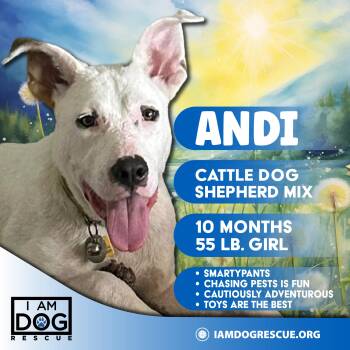Andi -  Australian Cattle Dog Blue Heeler and Shepherd Dog for Adoption in Cross Roads, Texas - Andi | PetCurious