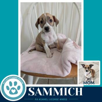 Sammich (Betty