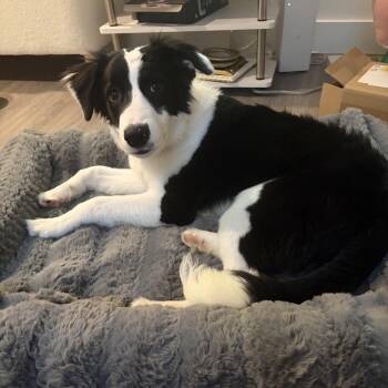 Border Collie Dogs Available for Adoption in Rockville, Maryland - Wrangler | PetCurious