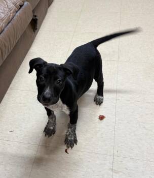 Dakota -  Australian Cattle Dog Blue Heeler and Staffordshire Bull Terrier Dog for Adoption in Fayetteville, Tennessee - Dakota | PetCurious