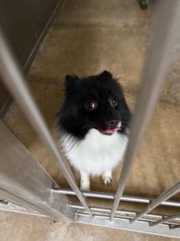 Pickles -  Pomeranian Dog for Adoption in Albion, New York - Pickles | PetCurious