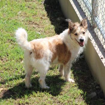 Rescue Terrier Dogs for Adoption in Humacao, Humacao - Benji Boy | PetCurious