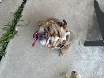 Sal -  English Bulldog Dog for Adoption in St. Louis, Missouri - Sal | PetCurious