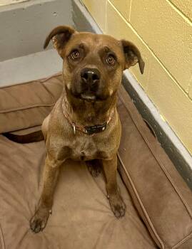 Bo -  Pit Bull Terrier and Labrador Retriever Dog for Adoption in Libby, Montana - Bo | PetCurious