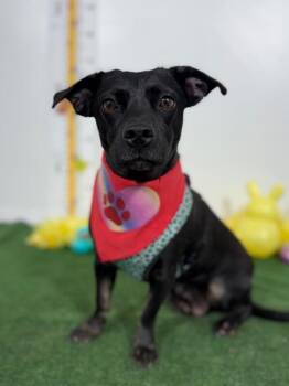 Corgi and Chihuahua Dogs Available for Adoption - Kacey | PetCurious