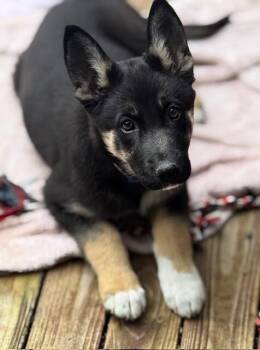 German Shepherd Dog Dogs Available for Adoption in Seattle, Washington - Brin | PetCurious