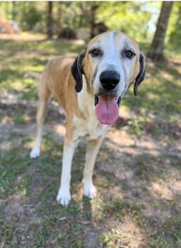 Charlie -  Great Dane Dog for Adoption in Opp, Alabama - Charlie | PetCurious