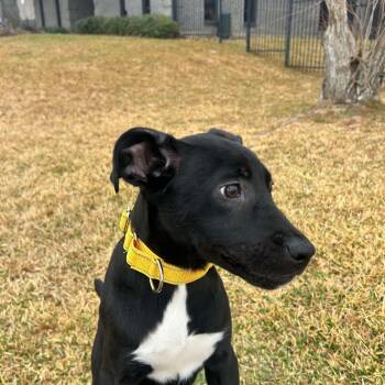 Labrador Retriever Dogs Available for Adoption - Carrot | PetCurious