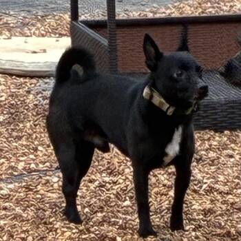 Cody -  Chihuahua and Mixed Breed Dog for Adoption in Southside, Tennessee - Cody | PetCurious