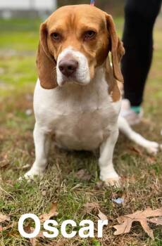 Rescue Beagle Dogs for Adoption in Cambridge, Maryland - Oscar | PetCurious