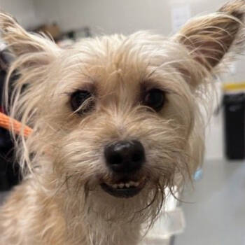 Rescue Yorkshire Terrier Dogs for Adoption in Pacific Grove, California - Casper | PetCurious