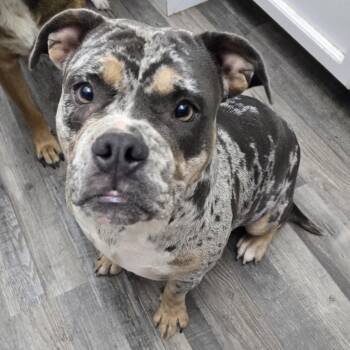 Rescue American Bully and Pit Bull Terrier Dogs for Adoption in Whittier, California - Montana | PetCurious