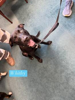 Whitley -  Labrador Retriever Dog for Adoption in Semmes, Alabama - Whitley | PetCurious