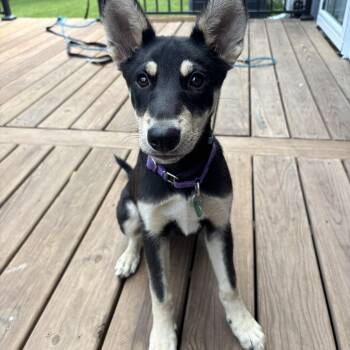Jetta -  Mixed Breed Dog for Adoption in Sioux Falls, South Dakota - Jetta | PetCurious