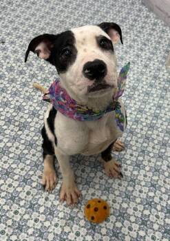 Mixed Breed Dogs Available for Adoption in Detroit, Michigan - Biscotti Bounce | PetCurious