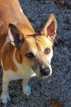 Chewy -  Rat Terrier Dog for Adoption in Ona, West Virginia - Chewy | PetCurious