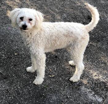 Poodle Dogs Available for Adoption in Colleyville, Texas - Wendell | PetCurious