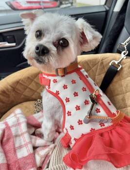 Maltese Dogs Available for Adoption in Godfrey, Illinois - Buffy | PetCurious