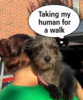 Rescue Cairn Terrier and Miniature Schnauzer Dogs for Adoption in Houston, Texas - Meet Zev — The Tiny Gentleman With A Big Heart | PetCurious