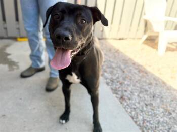 CARLY -  Pit Bull Terrier and Mixed Breed Dog for Adoption in Santa Rosa, California - CARLY | PetCurious