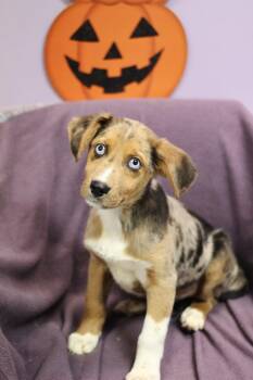 Maverick in NH. Come Meet our Adoptable Dogs Wednesday-Saturday. -  Australian Shepherd Dog for Adoption in Manchester, New Hampshire - Maverick In NH. Come Meet Our Adoptable Dogs Wednesday-Saturday. | PetCurious