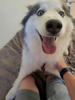 Eliza -  Siberian Husky Dog for Adoption in Odenton, Maryland - Eliza | PetCurious