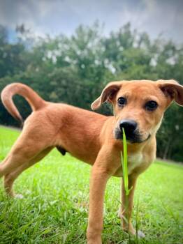 Rescue Mixed Breed Dogs for Adoption in Ferndale, Washington - Tatum | PetCurious