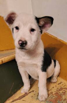 Australian Cattle Dog Blue Heeler Dogs Available for Adoption - Floyd | PetCurious