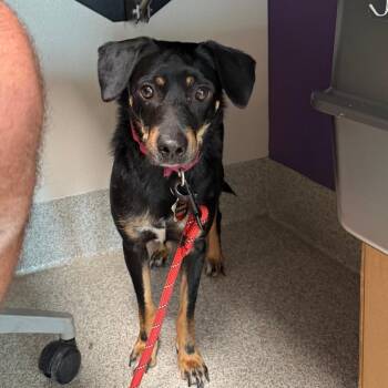 Mixed Breed Dogs Available for Adoption in Englewood, Florida - Mandy | PetCurious