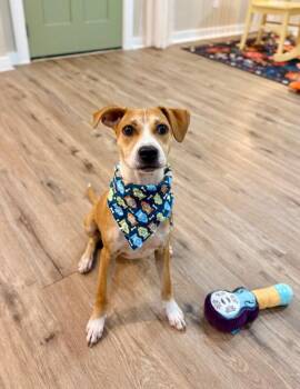 Buster Sweets The Gentle Soul -  Boxer and Pit Bull Terrier Dog for Adoption in Friendswood, Texas - Buster Sweets The Gentle Soul | PetCurious