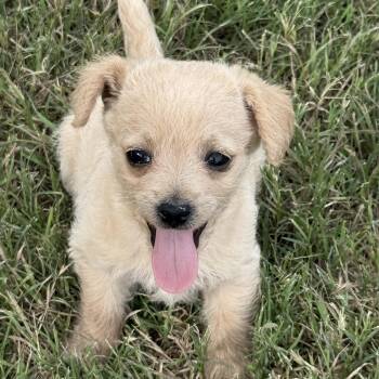 Chihuahua Dogs Available for Adoption in Fort Worth, Texas - Preakness | PetCurious