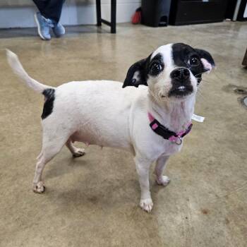 Lady -  Chihuahua Dog for Adoption in Jasper, Indiana - Lady | PetCurious