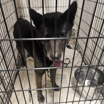 Mixed Breed Dogs Available for Adoption in Philadelphia, Pennsylvania - Vorden | PetCurious