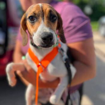 Rufus -  Beagle and Mixed Breed Dog for Adoption in Campton Hills, Illinois - Rufus | PetCurious