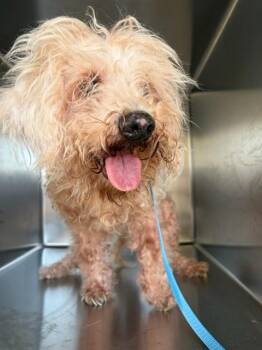 GERTIE -  Maltese Dog for Adoption in Riverside, California - GERTIE | PetCurious
