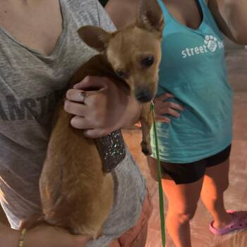 Rooster -  Chihuahua and Mixed Breed Dog for Adoption in Bend, Oregon - Rooster | PetCurious