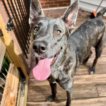 Jason 21073 -  Shepherd and Dutch Shepherd Dog for Adoption in Cumming, Georgia - Jason 21073 | PetCurious