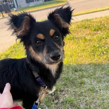 Jordy -  Shepherd and Mixed Breed Dog for Adoption in Alma, Wisconsin - Jordy | PetCurious