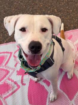 Finch -  Pit Bull Terrier and Mixed Breed Dog for Adoption in Savage, Minnesota - Finch | PetCurious